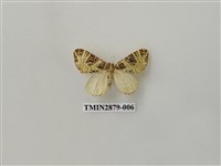 藏品(尺蛾607)的圖片